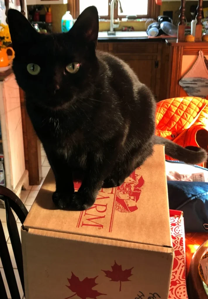 Thank you New England Chimney Supply for the Dakon Farm gift!  Panther made sure he got to the sausage first!