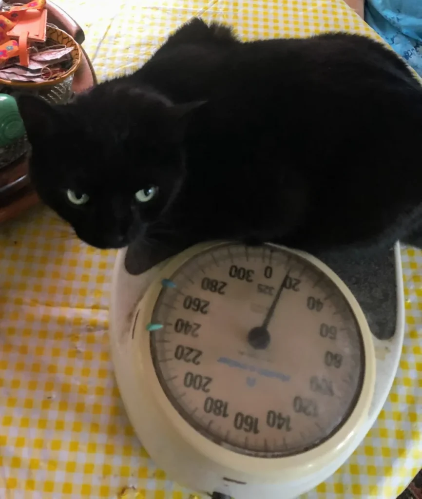 Far too many lunch breaks!