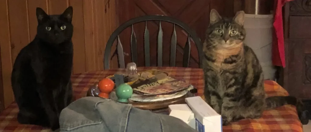 Some free design advice, always keep your cats lined up for perfect symmetry!